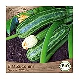 Samenliebe BIO Zucchini Samen alte Sorte Striato D'Italia aromatisch milde italienische Zucchini gestreift 10 Samen samenfestes Gemüse Saatgut für Gewächshaus Freiland und Balkon BIO Gemüsesamen foto / 3,49 €