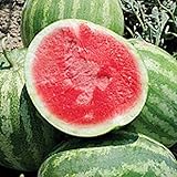 Unknown Red Rock Watermelons (Seedless) Seeds (25 Seed Packet) (More Heirloom, Organic, Non GMO, Vegetable, Fruit, Herb, Flower Garden Seeds at Seed King Express) photo / $5.29