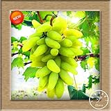 Neue Samen 2016!100 Samen/Beutel 12 Arten von Traubenkernen Advanced Fruit Seed Natural Growth Trauben Sweet Kyoho Gardening foto / 10,99 €