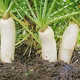 Outsidepride Daikon Radish Cover Crop Seed - 5 LBS photo / $24.99