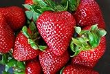 Organic Rustic Strawberry Seeds - 105 Count photo / $4.39