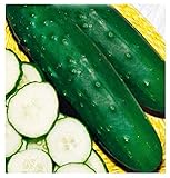 Semillas de pepino mercado medio largo más 76 - verduras - cucumis sativus - aprox. 200 semillas - las mejores semillas de plantas - flores - frutas raras - pepinos medianos largos - foto / 10,71 €