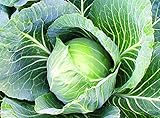 25+ Count Late Flat Dutch Cabbage Seed, Heirloom, Non GMO Seed Tasty Healthy Veggie photo / $1.99 ($0.08 / Count)