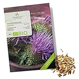 BIO Mariendistel Samen - Heilkräuter Saatgut aus biologischem Anbau ideal für den heimischen Kräutergarten, Balkon & Garten foto / 4,90 €