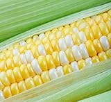 Peaches and Cream Sweet Corn Seeds 100 Seeds photo / $8.98