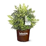 2 Gal. Lemon Lime Nandina Shrub photo / $36.06