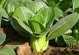 Semillas Pak Choi col de China para la siembra de semillas de hortalizas 6000pcs, mini jardín Xiao Bai Cai Bok Choi, Brassica Chinensis Semillas foto / 6,99 €