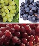 zcbang Rare Plant Fruit Seed 30 Pcs Grape Seeds - Beauteous Sweet Green Grape photo / $7.99 ($0.27 / Count)