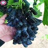 50pcs/bag Seltene Finger Traubenkerne, erweitert Fruchtsamen, 3 Natürliches Wachstum Trauben Köstliche Bonsai Topfpflanzen für Hausgarten foto / 14,99 €