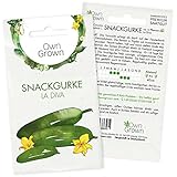 Snackgurken Samen: 5 Gurken Samen für die Snack Gurken Sorte La Diva – Samen Gemüse für Gurken Pflanzen – Gurken Saatgut – Gemüse Samen OwnGrown foto / 2,95 €