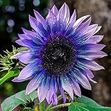 Oce180anYLVUK Sonnenblumenkerne, 100 Stück/Beutel Sonnenblumenkerne Schöne Blüte Lustige Pflanzung Freundliche Bestäuber Landschaftsbau Balkon Sämlinge Für Sonnenblumenkerne foto / 3,28 €