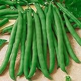 David's Garden Seeds Bean Bush Contender FBA 1001 (Green) 100 Non-GMO, Heirloom Seeds photo / $6.45