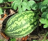 25 Florida Giant Watermelon Seeds | Non-GMO | Heirloom | Fresh Garden Seeds photo / $6.95