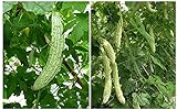 20+ Balsam Pear Bitter Gourd Seed Melon Momordica charantia Vegetable Plant Garden photo / $9.00