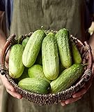 Burpee Pick-A-Bushel Pickling Cucumber Seeds 30 seeds photo / $5.74 ($0.19 / Count)