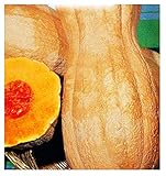 Semillas de calabaza Butternut rugosa - verduras - cucurbita moschata - 35 semillas aproximadamente - las mejores semillas de plantas - flores - frutas raras - calabazas arrugadas - idea de regalo foto / 9,94 €