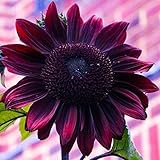 50 Cherry Chocolate Sunflower Seeds to Plant | Heirloom & Non-GMO | Sunflower Seeds for Planting in Your Home Garden (1 Pack) photo / $6.95