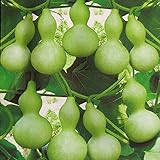 Semillas de calabaza de botella gigante 5+ Lagenaria Siceraria, Dipper Gourd, Aka Calabash Seeds Vegetables Vine for Bonsai Garden Outdoor Yard Planting foto / 7,88 €