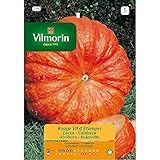 Semillas de Calabaza ROUGE VIF D'ETAMPES - Sobre hermético 7 gr. foto / 2,50 €