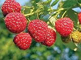 2 Joan J Raspberry Plants Everbearing photo / $27.95