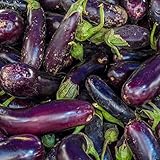 Slim Jim Aubergine Samen für ca. 15 Pflanzen - bis zu 25 Früchte pro Pflanze foto / 1,99 € (0,13 € / stück)