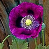 Poppy Seeds - Laurens Grape - Packet, Purple, Flower Seeds, Open Pollinated, Attracts Pollinators, Dry Area Tolerant, Container Garden, Easy to Grow Maintain photo / $5.45 ($34.06 / Ounce)