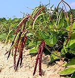 David's Garden Seeds Southern Pea (Cowpea) Pinkeye Purplehull FBA 1023 (Purple) 100 Non-GMO, Heirloom Seeds photo / $6.45