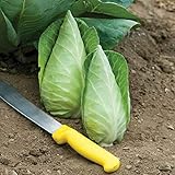 David's Garden Seeds Cabbage Caraflex 9744 (Green) 25 Non-GMO, Hybrid Seeds photo / $3.95