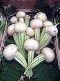 Mairüben 'Platte Witte Mei' (Brassica rapa) 200 Samen Weisse Rübe Wasserrübe Stoppelrübe Speiserübe foto / 2,95 €