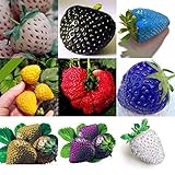 100 PC/bolso Semillas de color R paja arco fresas fruta multicolor Semillas Semilla Jardín Macetas y ERS foto / 14,99 €