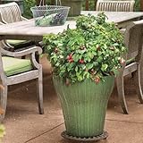 Bushel & Berry Raspberry Shortcake Bush - 2 Gallon photo / $59.99