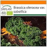 SAFLAX - Ecológico - Col rizada - Invierno Westland - 70 semillas - Brassica oleracea foto / 3,95 €