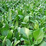 1000Pcs Choy Sum Yu Choy Chinese Flowering Cabbage Seeds photo / $7.99