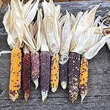 Semillas de maíz, 1 bolsa de semillas de maíz fáciles de producir semillas de maíz de jardín coloridas y nutritivas para plantar al aire libre foto / 0,01 €