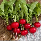 David's Garden Seeds Radish Rover (Red) 200 Non-GMO, Hybrid Seeds photo / $3.45