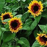 25+ Seeds (RFS) Sunflower : Pro Cut Bicolor Sunflower Fresh photo / $23.00