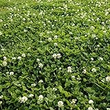 Outsidepride White Dutch Clover Seed: Nitro-Coated, Inoculated - 5 LBS photo / $34.99