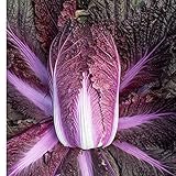 David's Garden Seeds Cabbage Merlot 9797 (Red) 50 Non-GMO, Hybrid Seeds photo / $4.45