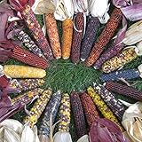 David's Garden Seeds Corn Ornamental Red Husk Spectrum 7567 (Multi) 100 Non-GMO, Open Pollinated Seeds photo / $4.45