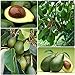 foto 5 piezas de semillas de aguacate raras, mágicas semillas de árboles frutales exóticos fáciles de plantar para la plantación de balcones de jardín interior