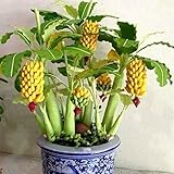 Ncient 10/20/30/50/100 Semillas de Arbol de Plátano Bananas Enano Semillas Frutas Flores Plantas Bonsai para Jardín Balcon Interior y Exteriores foto / 4,99 €