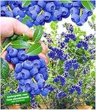 BALDUR Garten Trauben-Heidelbeere 'Reka® Blue', 1 Pflanze, Blaubeeren Heidelbeeren Pflanze, Vaccinium corymbosum reichtragend foto / 9,95 €