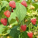 Red Raspberry Seeds (Rubus idaeus) Packet of 50 Seeds photo / $7.97