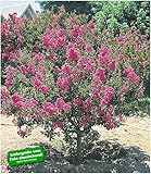 BALDUR Garten Flieder des Südens, 1 Pflanze Lagerstroemia Indica Kreppmyrte winterhart foto / 14,95 €