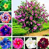 Semillas para plantar, 300pcs/Bag Semillas de Hibiscus Magnífica Forma Gigante Mezcla Color Rústico Semillas de Flores para Balcón - Hibiscus Seeds# foto / 2,04 €