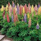 Outsidepride Lupine Russells Plant Flower Seed - 500 Seeds photo / $6.49 ($0.01 / Count)