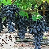 Samen für Pflanzen, 100 Stück schwarze Finger Traubenkerne leckere Obstpflanze Garten Bonsai Dach Dekor – Traubensamen foto / 5,24 €