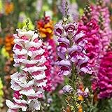 Snapdragon, communes Snapdragon Graines Muflier à grandes fleurs photo / 4,59 €