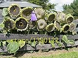 20 PC semillas de girasol gigantes grandes semillas de flor de girasol negro semillas de girasol gigante ruso para el jardín de foto / 3,99 €