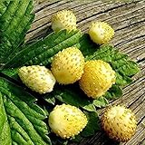 Seeds Alpine Strawberry Yellow Everbearing Indoor Berries Fruits for Planting Non GMO photo / $8.99